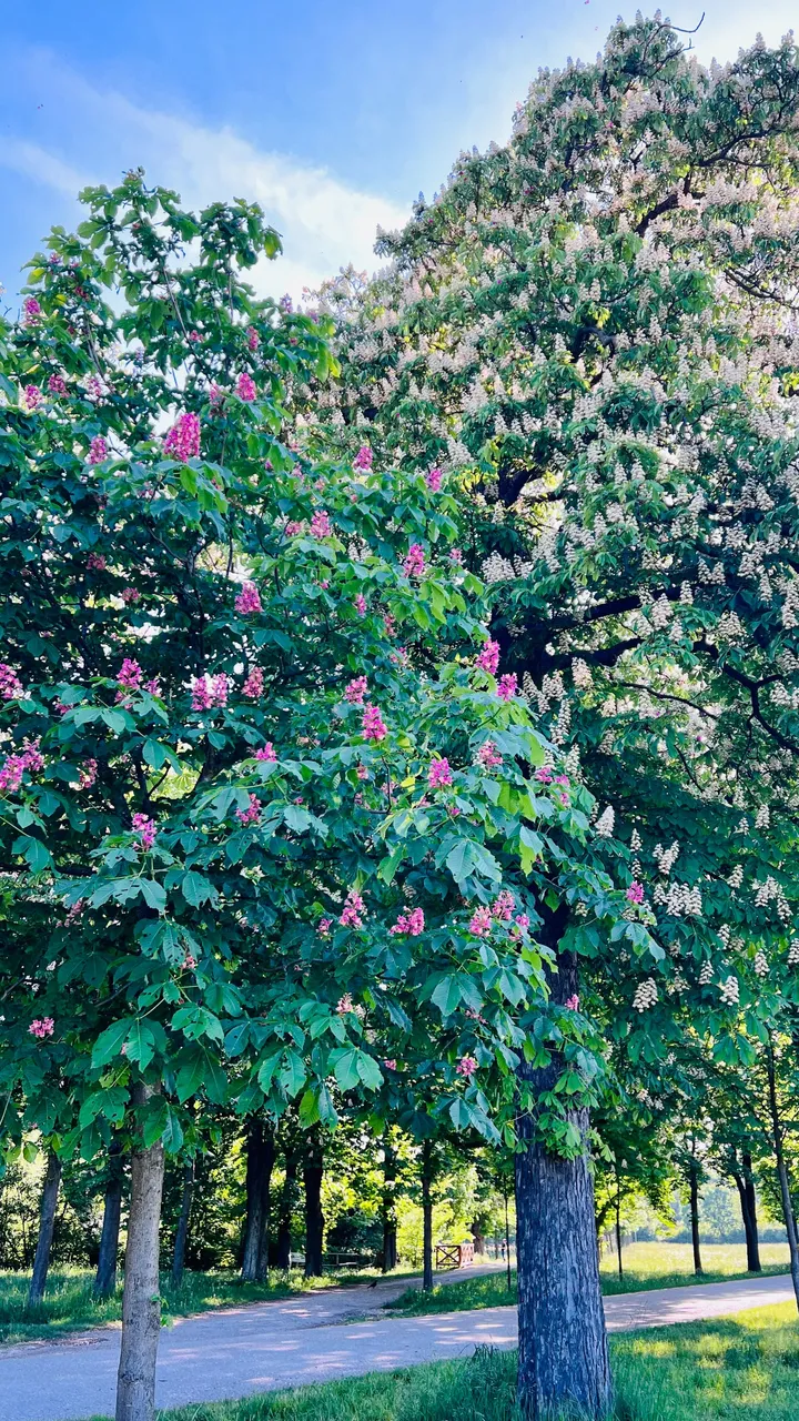 IMG_4101.jpeg