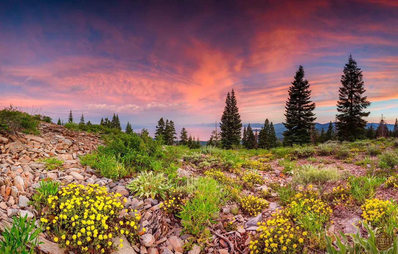 Lake Tahoe wildflowerssunset.jpg