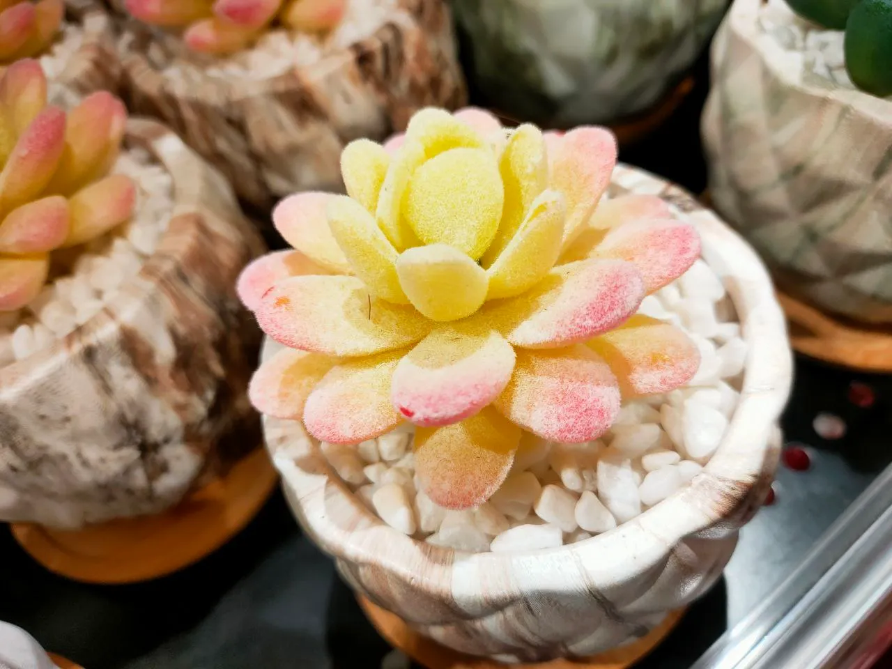 Succulent Plants