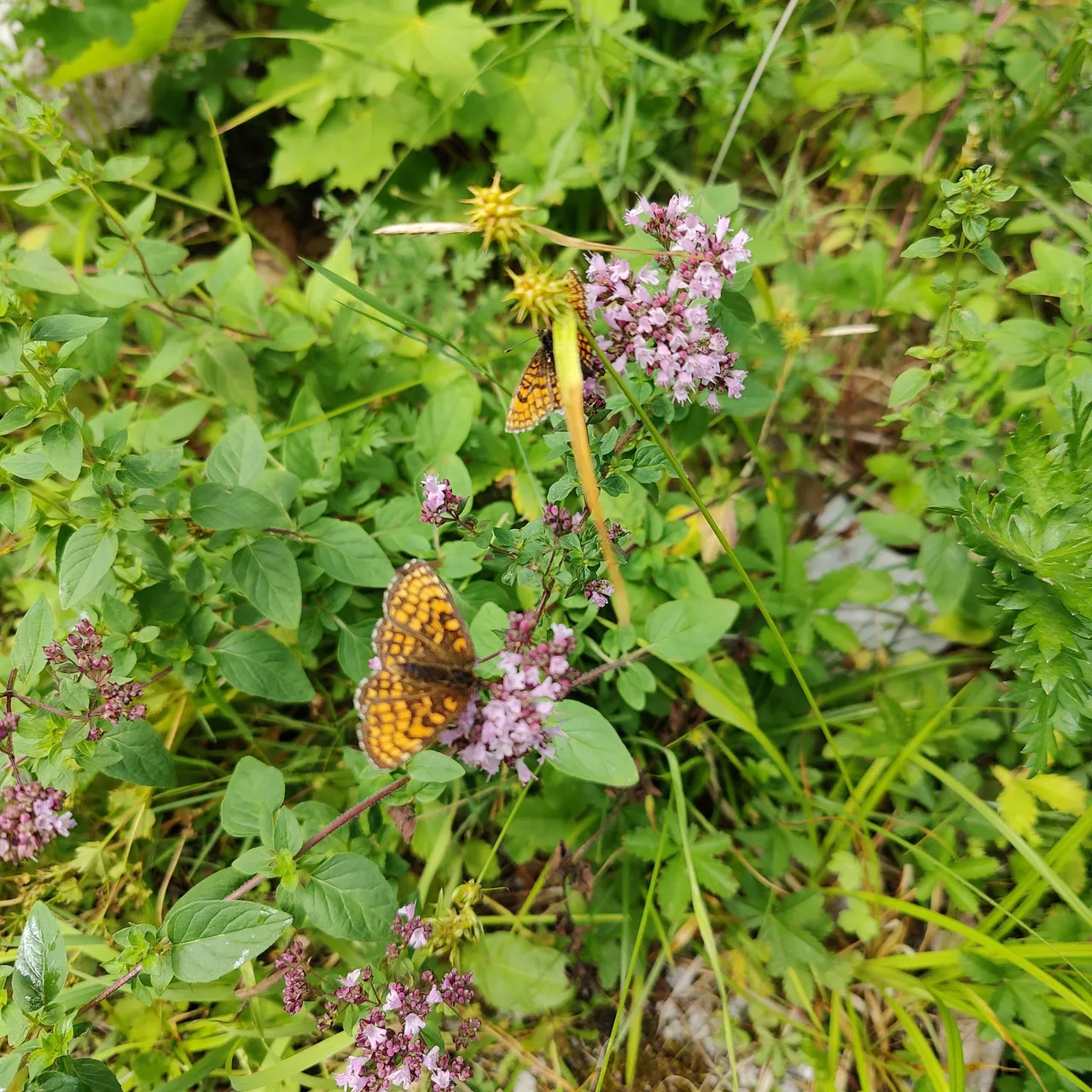 Photo taken by Shahzad Ansari through Oneplus 9 Pro