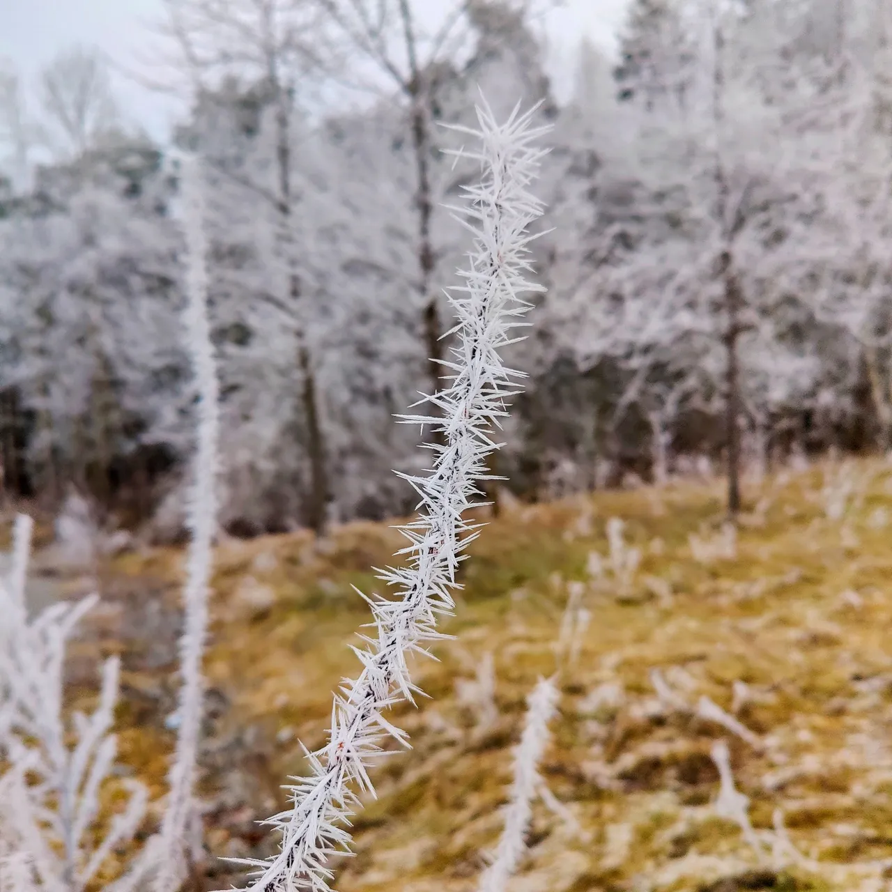 Photo taken by Shahzad Ansari through Oneplus 9 Pro