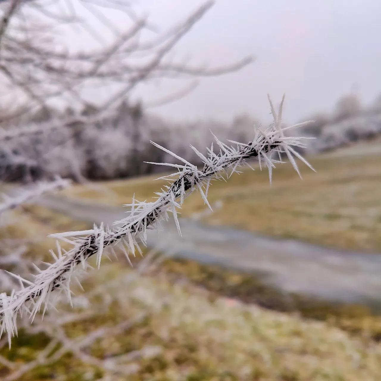 Photo taken by Shahzad Ansari through Oneplus 9 Pro