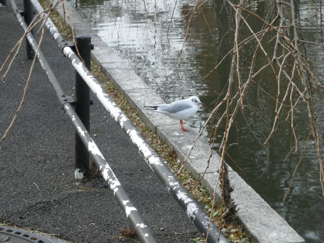 218-Imperial Palace seagull.JPG