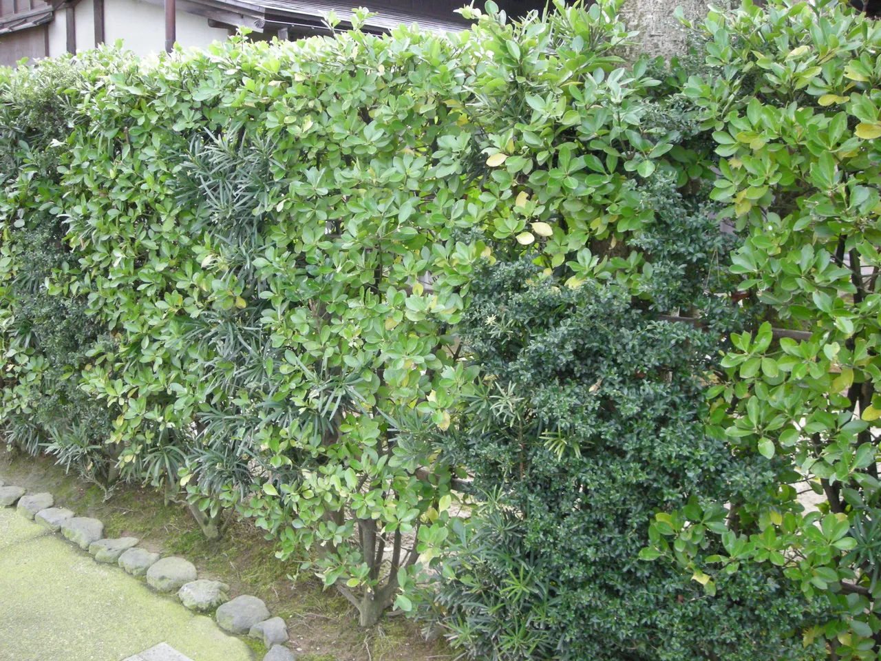 119-Kanazawa hedge.JPG