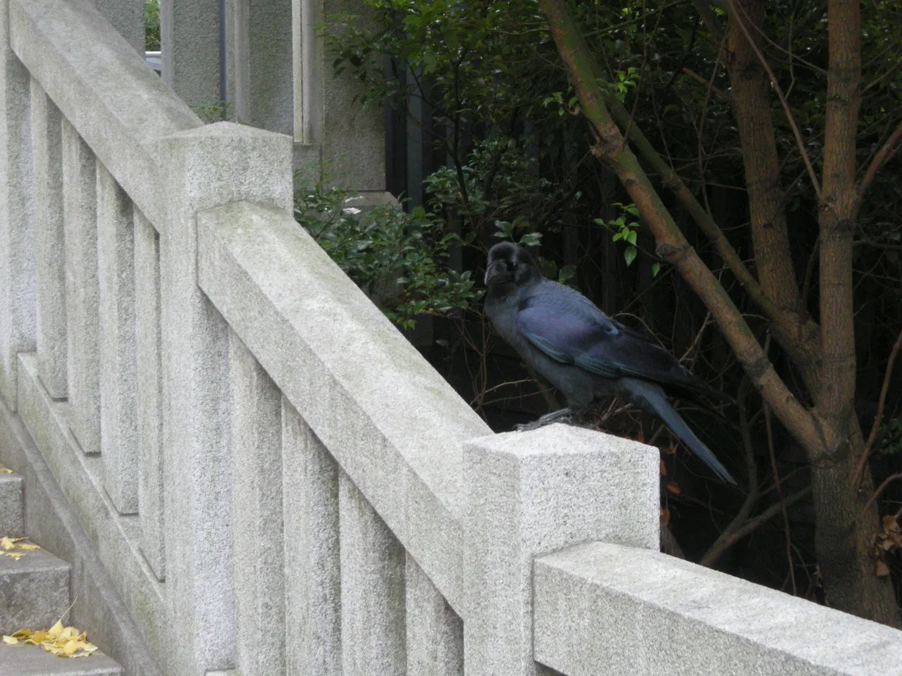 214-Hie-jinja crow.JPG