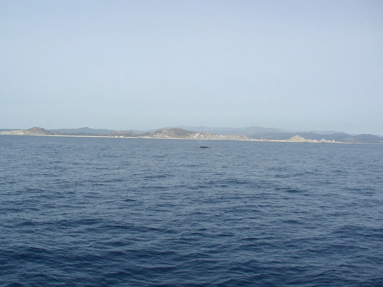 Humpback near Cabo.JPG