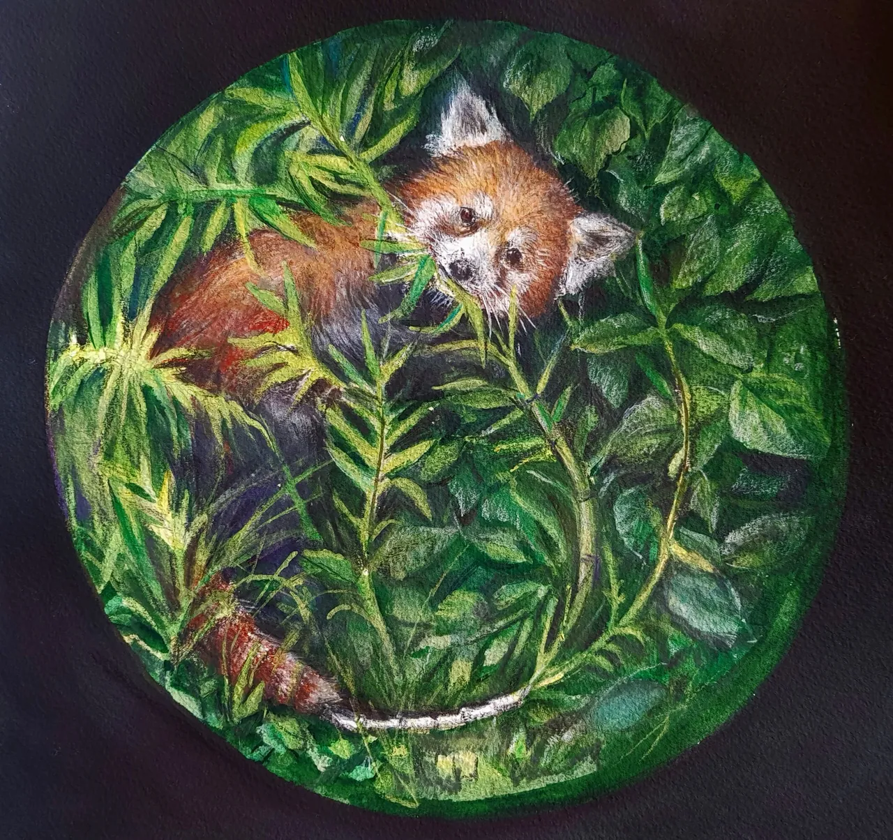 redpanda.jpg