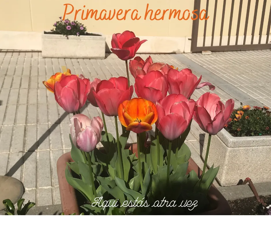 Primavera hermosa.png