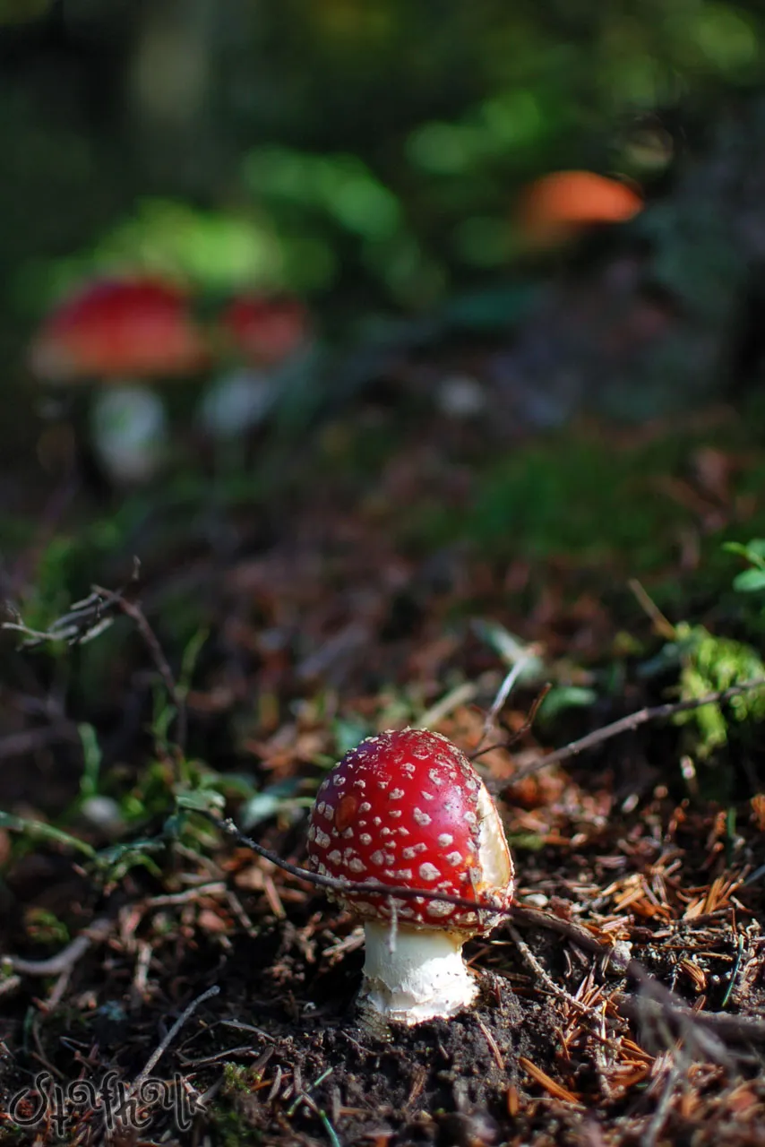 DSC_0206.jpg