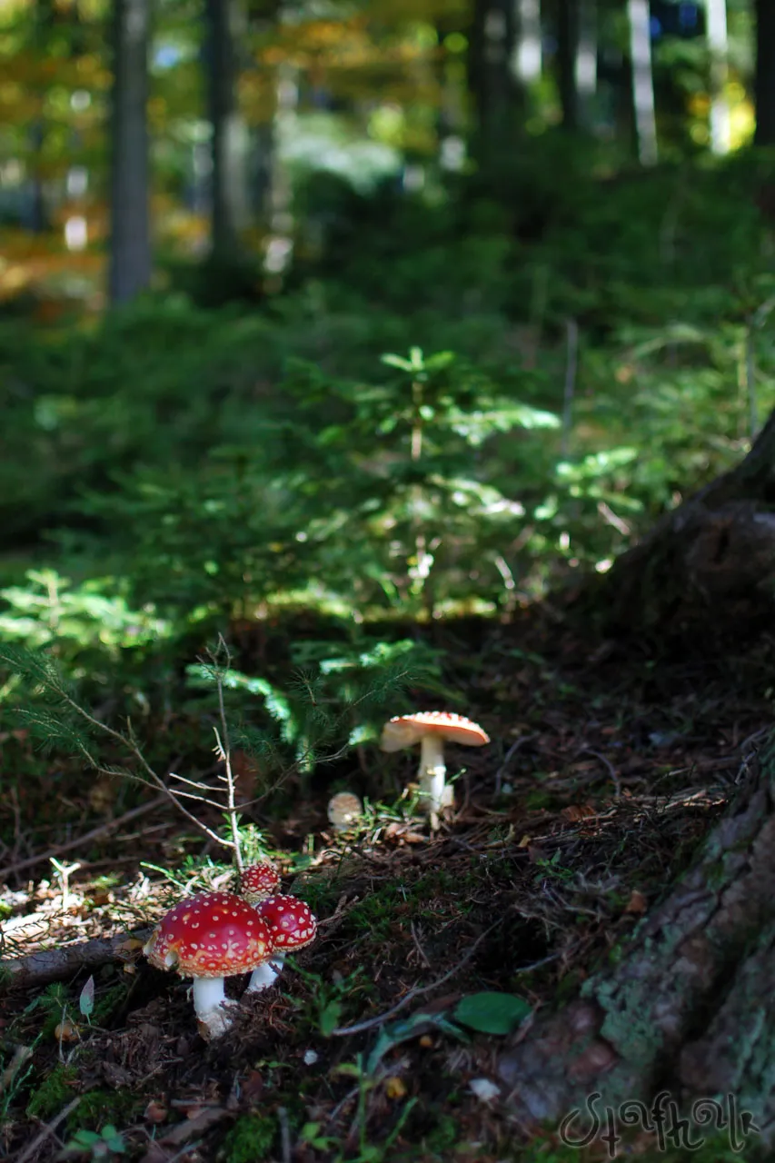 DSC_0205.jpg