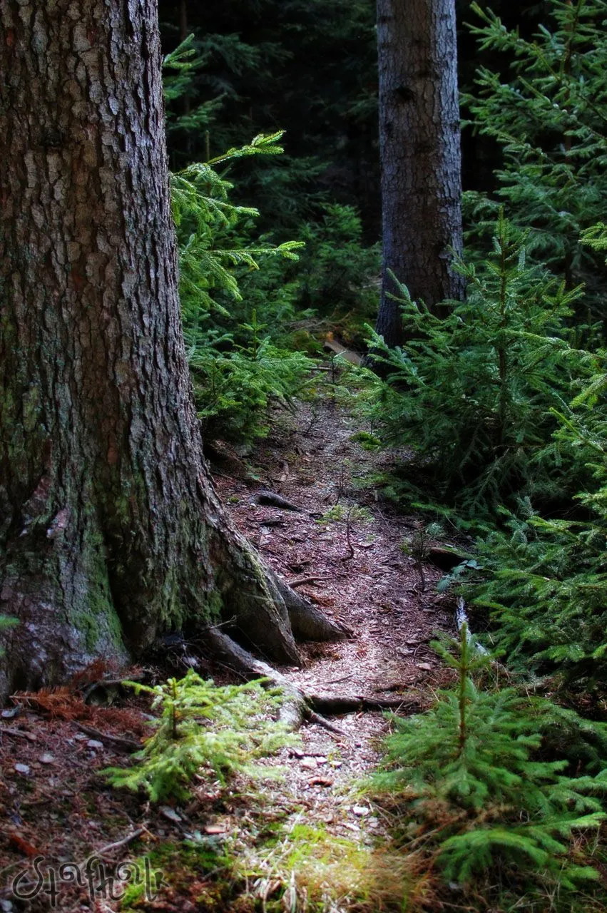 DSC_0223.jpg