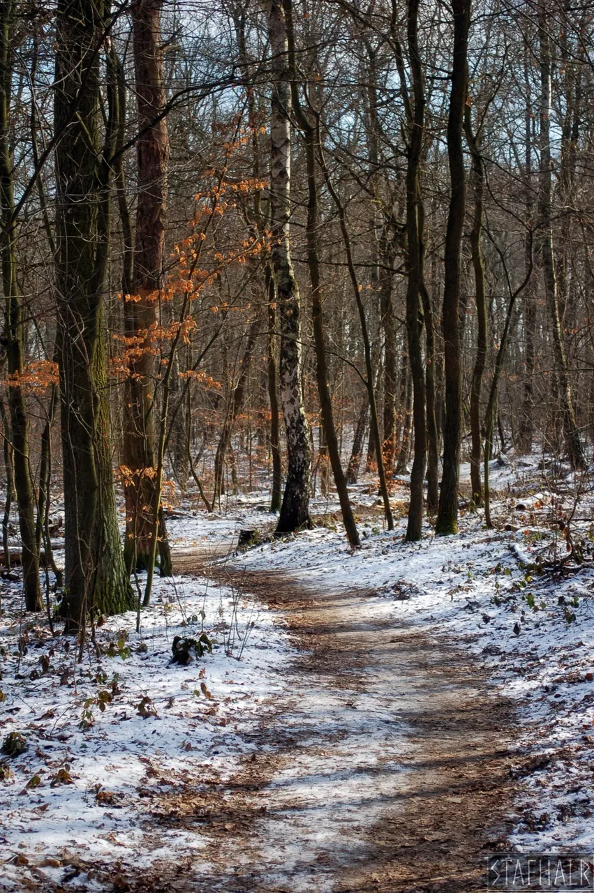 DSC_0271.jpg