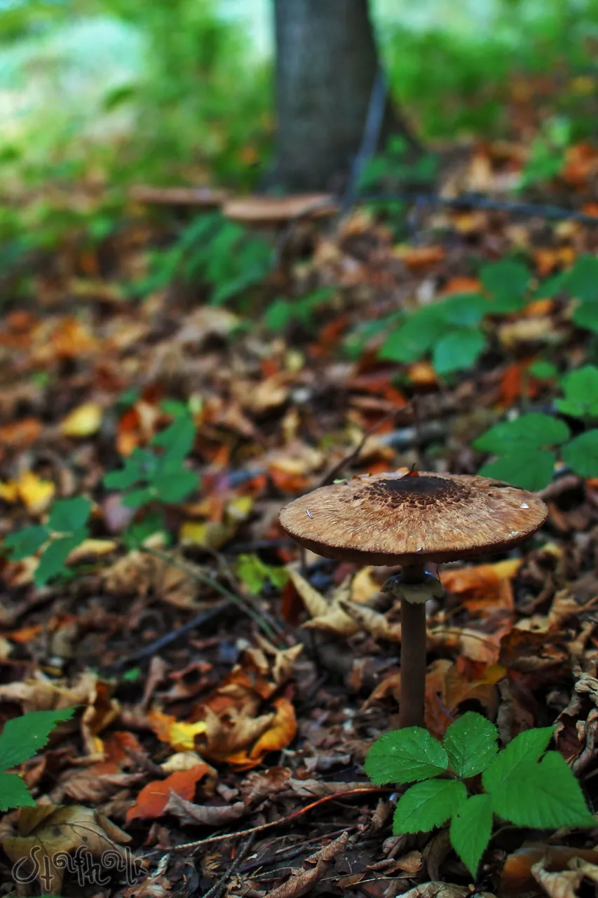 DSC_0225.jpg