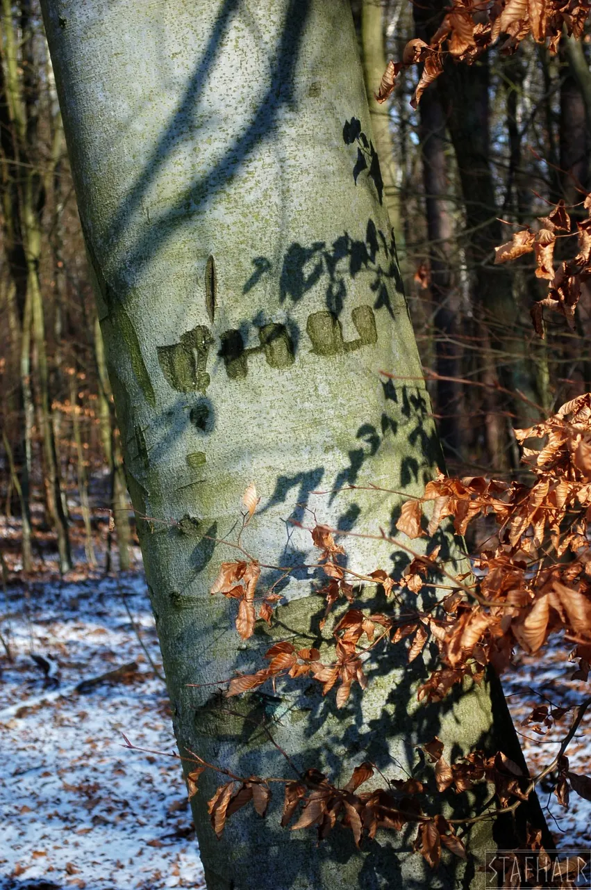 DSC_0290.jpg