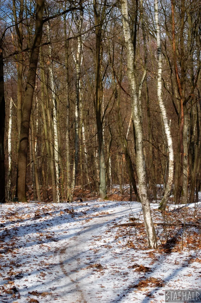DSC_0249.jpg