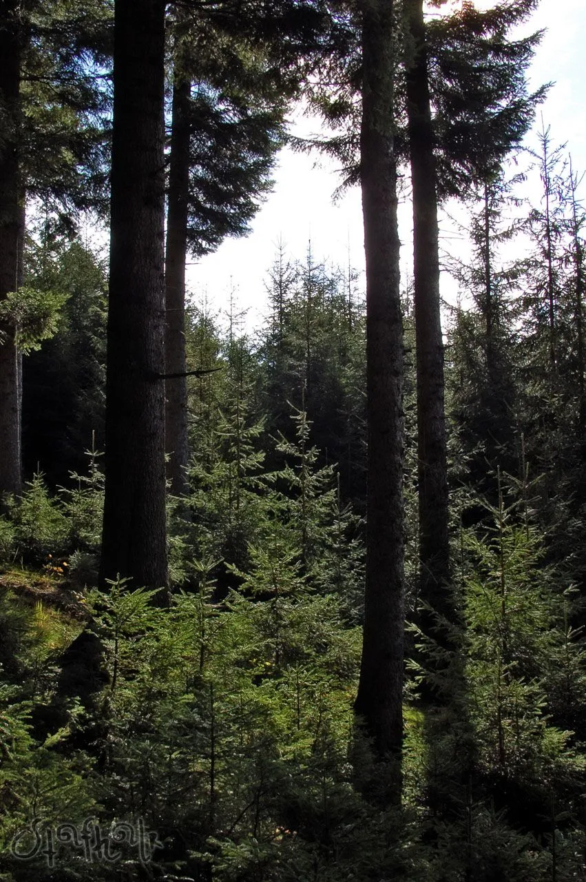DSC_0209.jpg