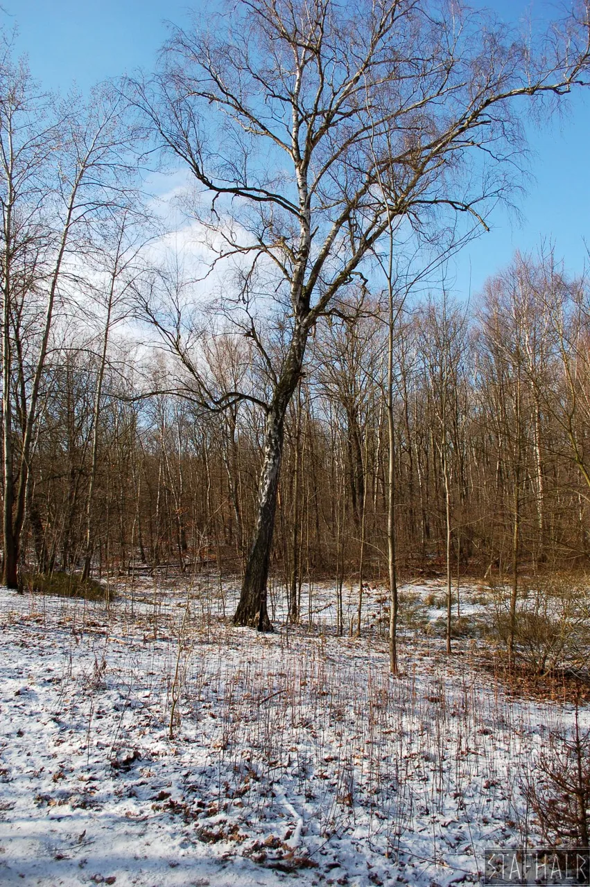 DSC_0277.jpg