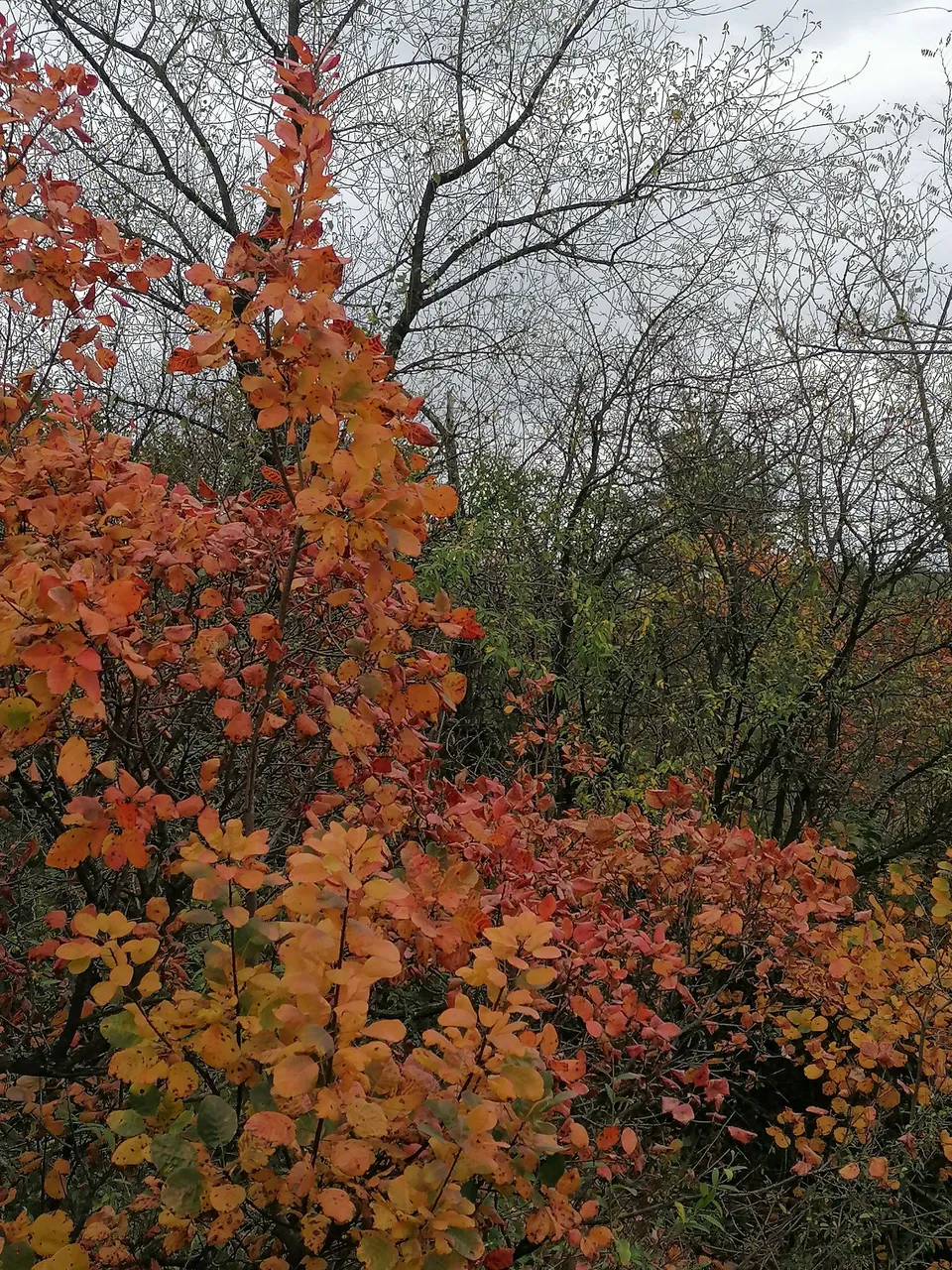 IMG_20231028_154901.jpg