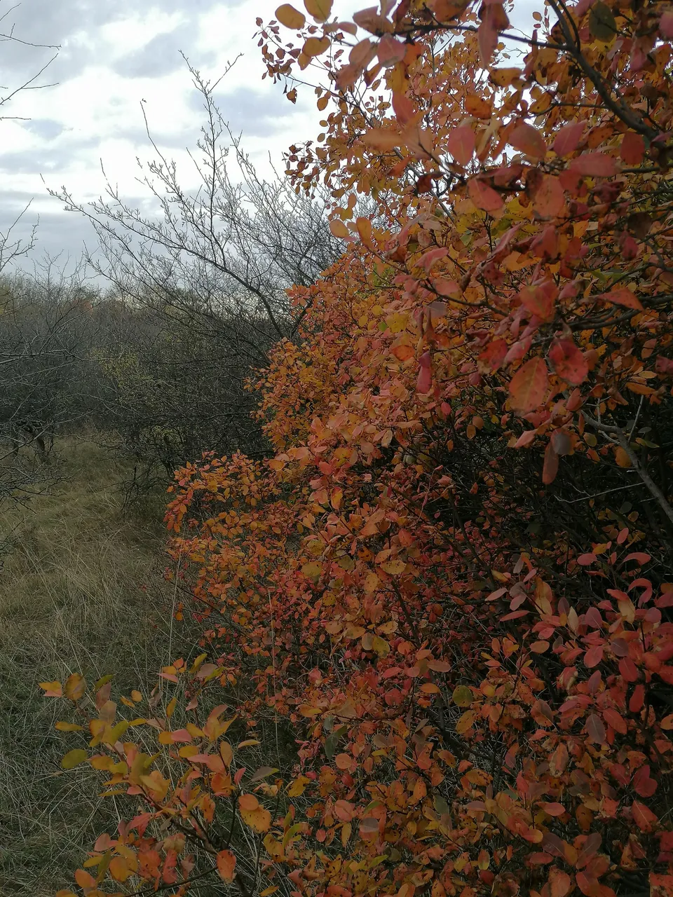 IMG_20231028_155100.jpg