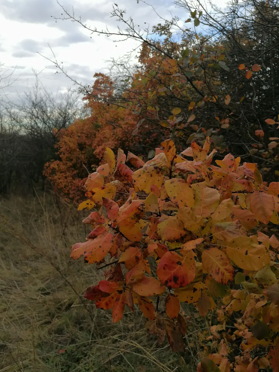 IMG_20231028_155043.jpg