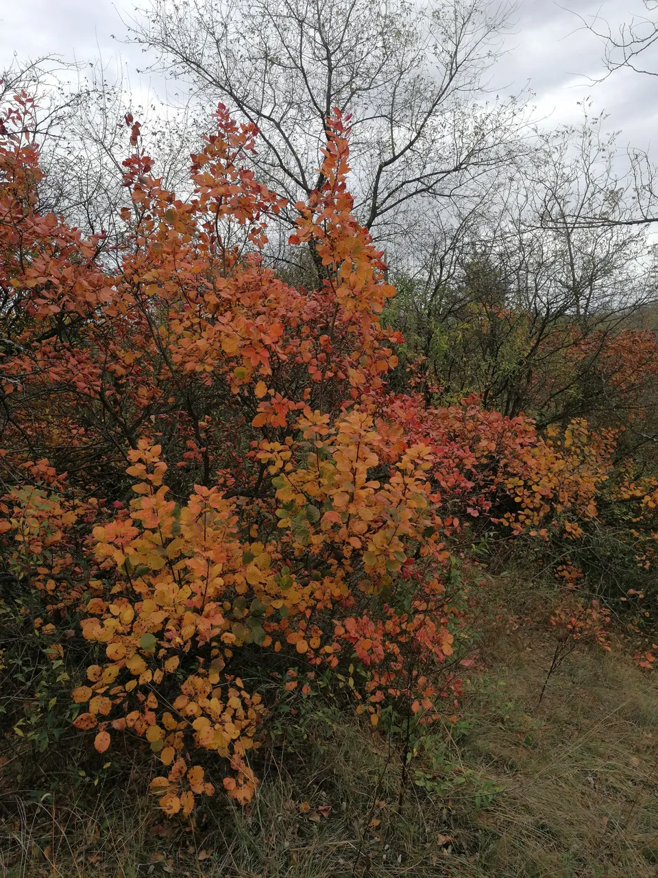 IMG_20231028_154857.jpg
