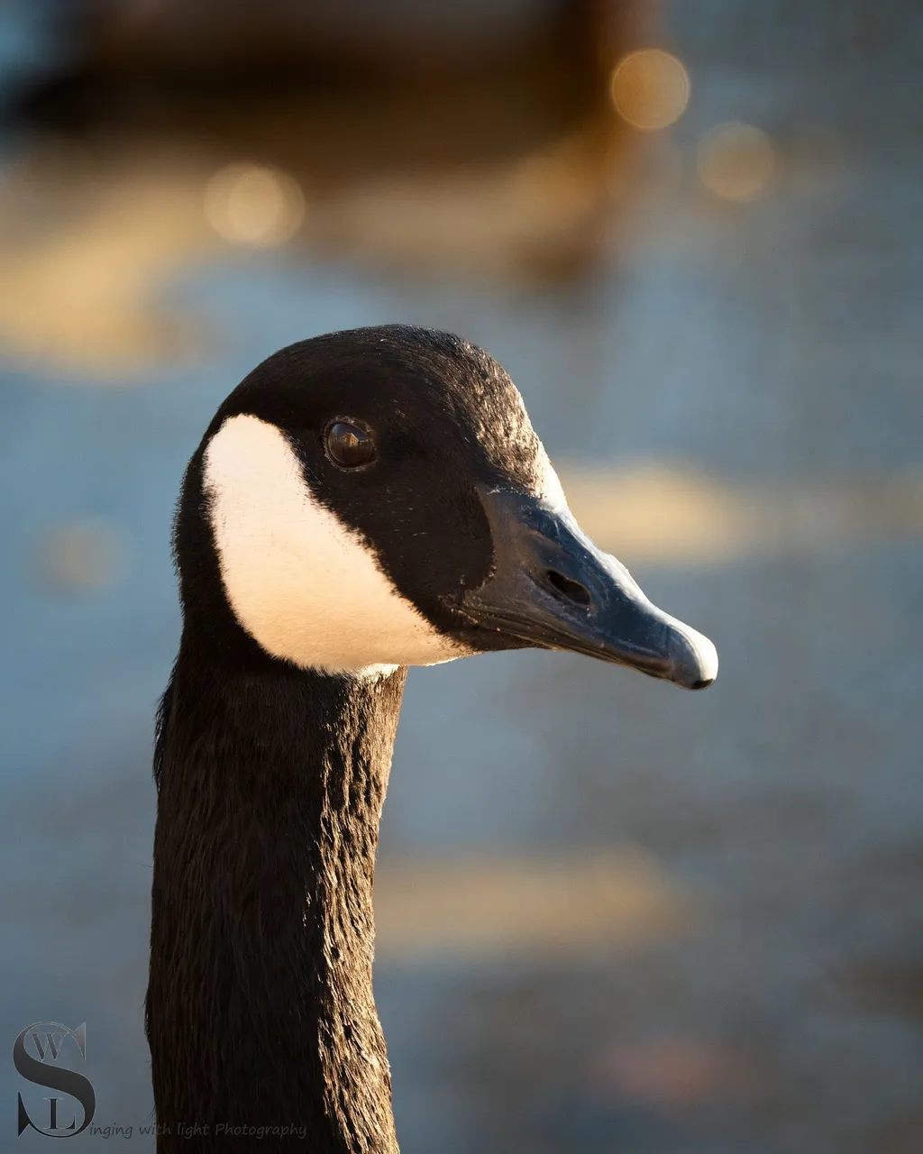 bs birds on the pond-4.jpg