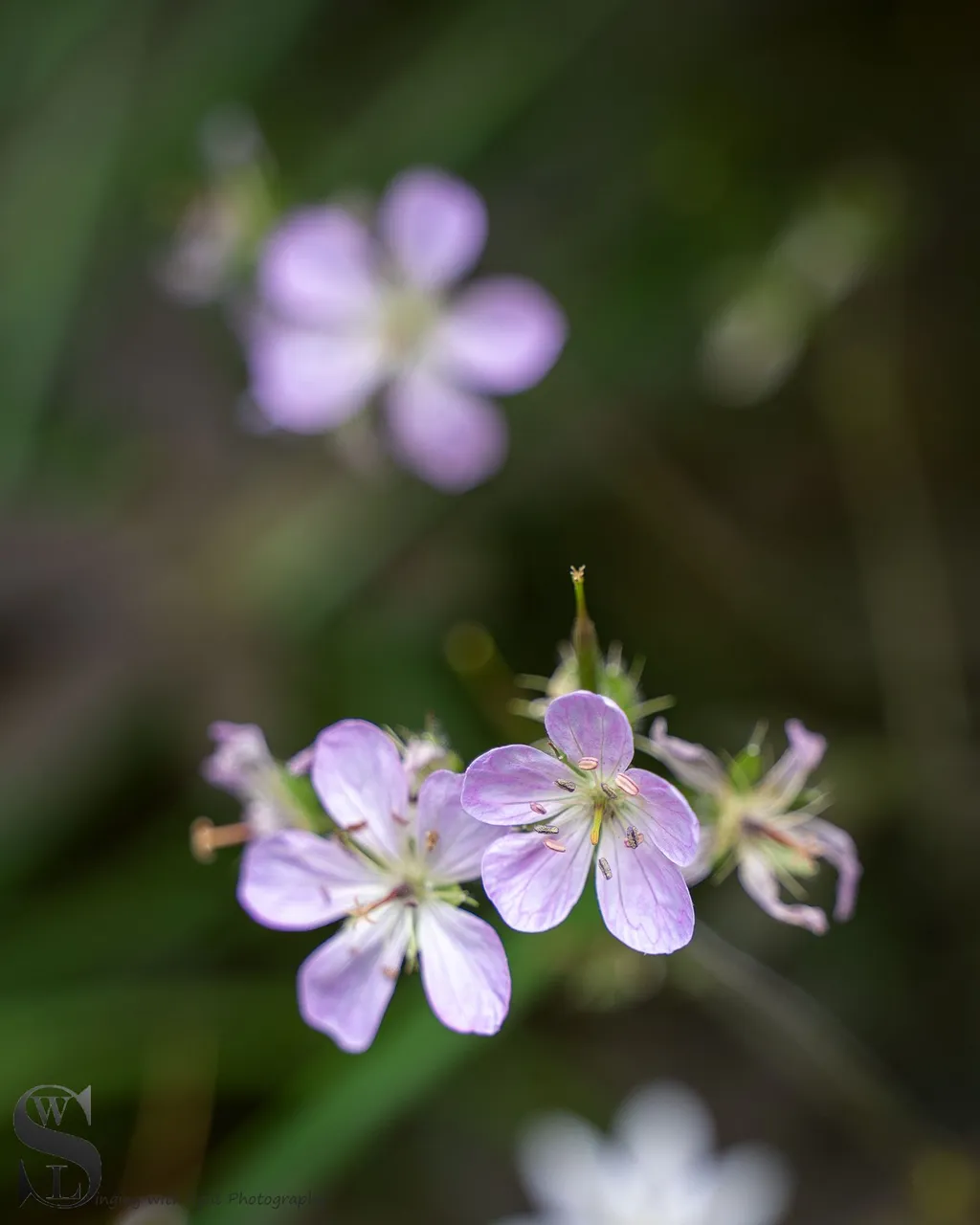haskell flowers-5.jpg