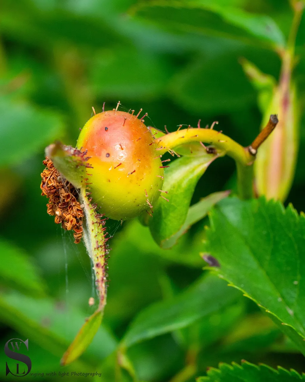 sb nature macro-5.jpg