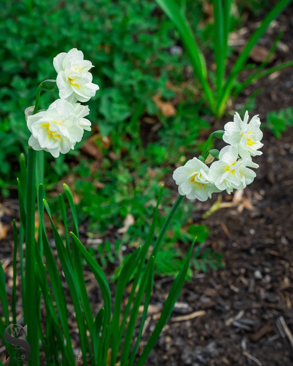 sb flowers oil paint-2.jpg