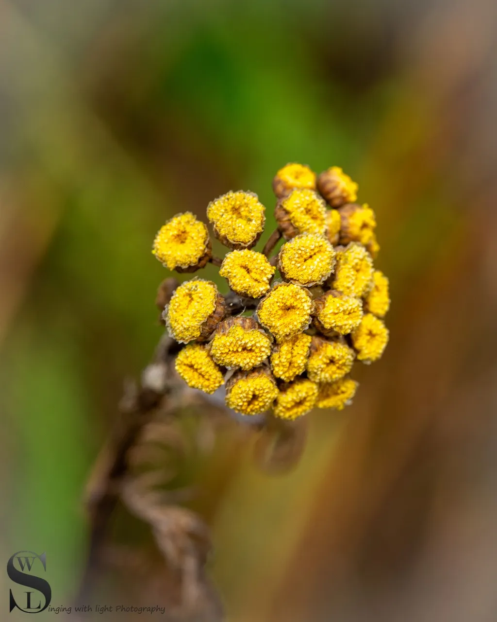 sb nature macro.jpg
