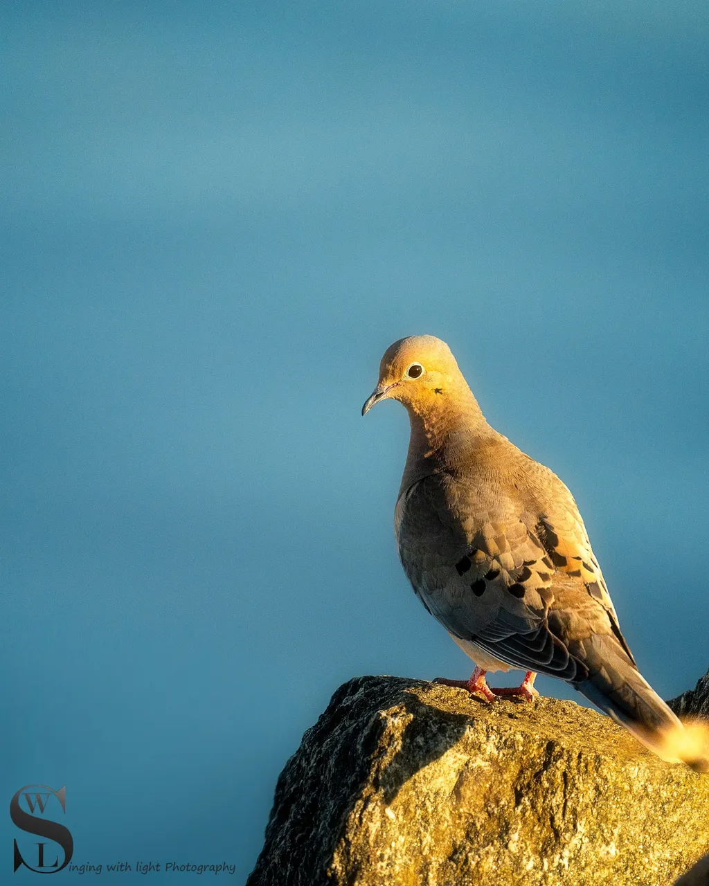 birds-3.jpg