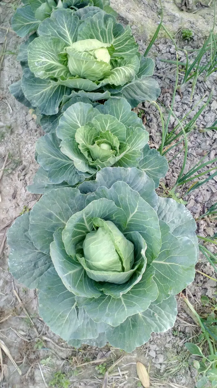 My cabbage farm now ready to use