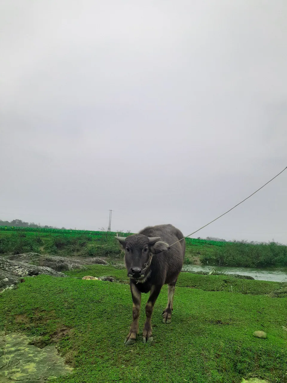 The proverb "The buffalo goes before the plow follows"