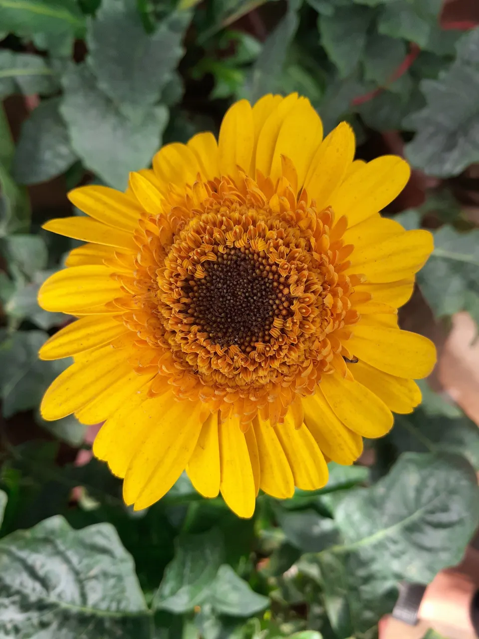 Gerberas are quite similar to sunflowers in that they always face the sun.