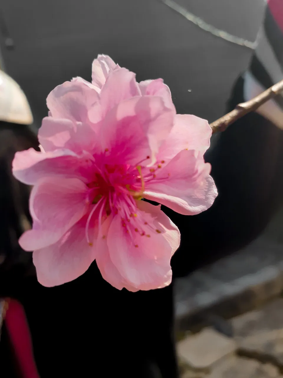 Peach blossom