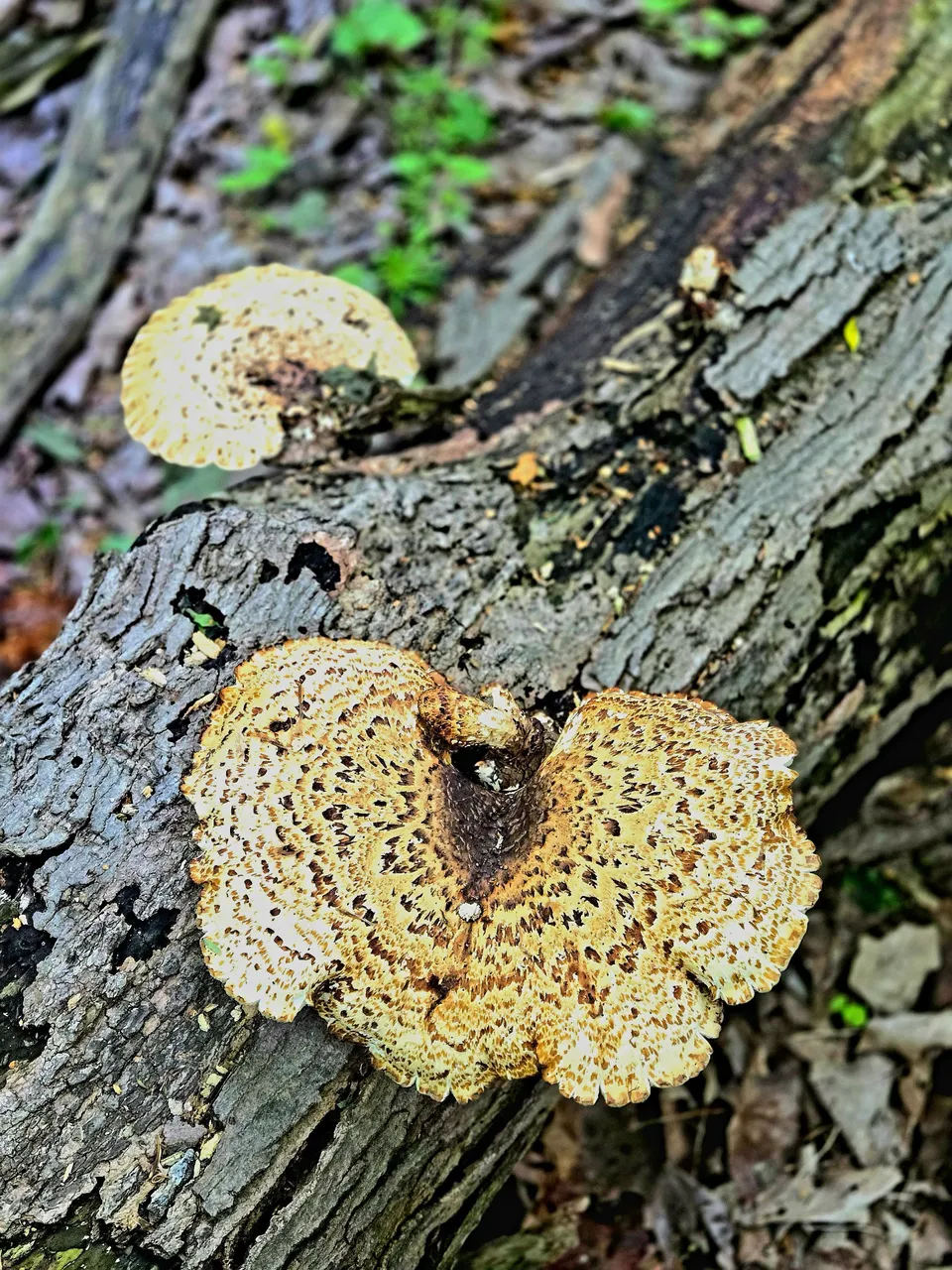20250526_065838.jpg