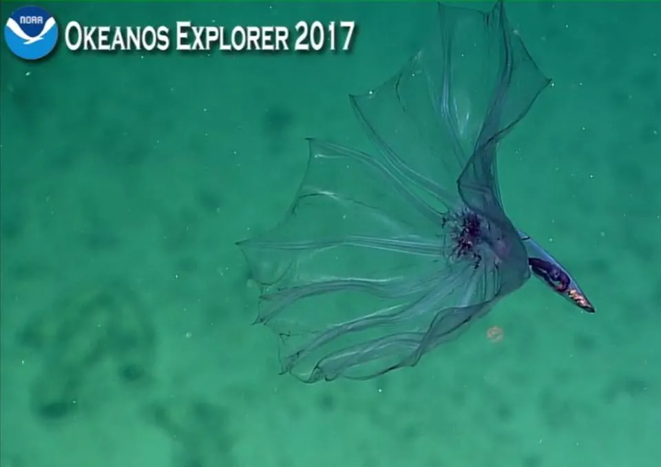 Pelagothuria_natatrix_Samoa.jpg