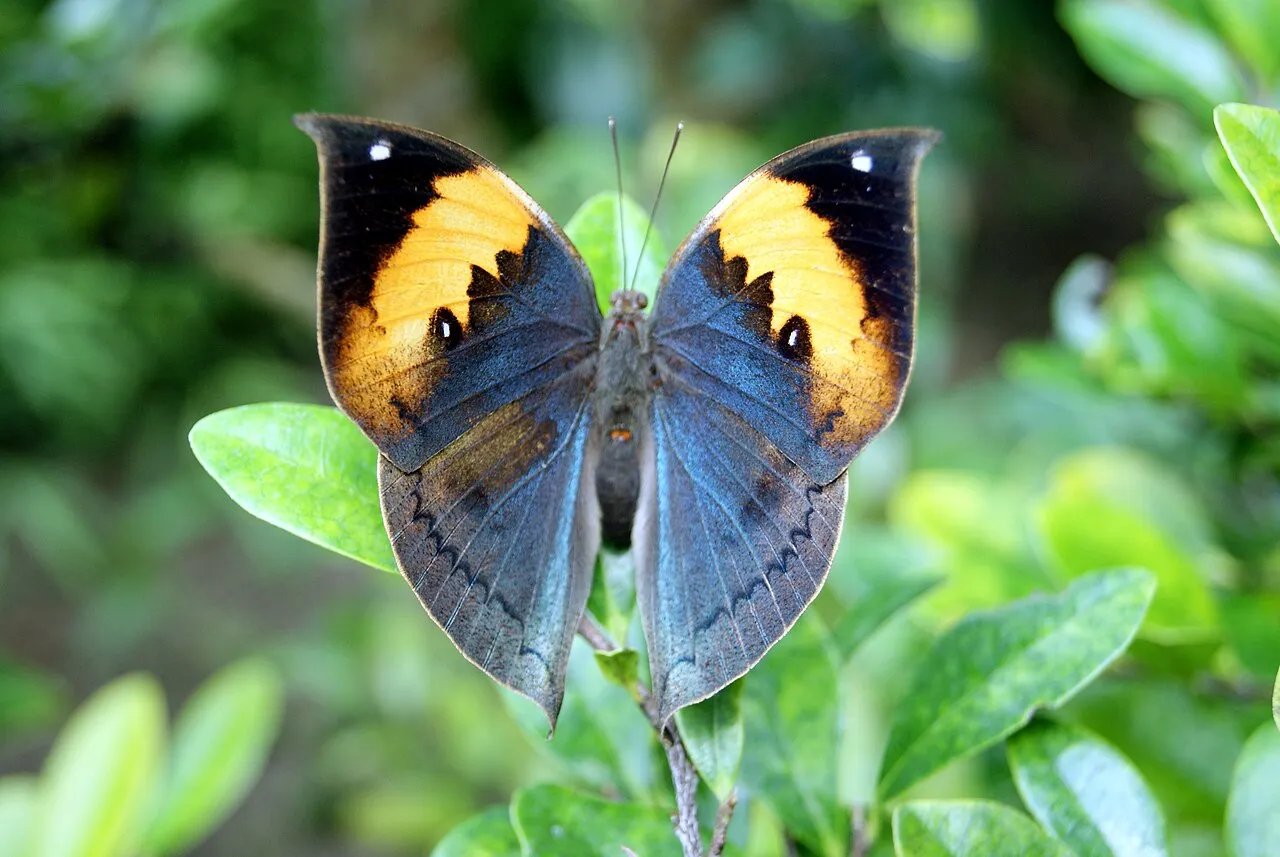 Kallima_inachus_at_Gunma_Insect_World.jpg