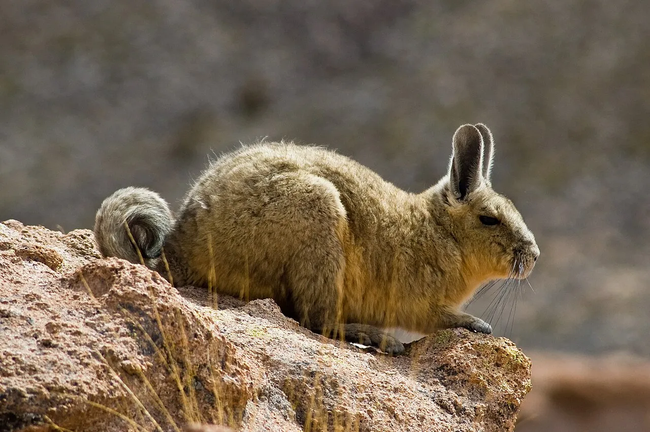 Bolivian_vizcacha.jpg