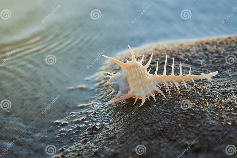 venus-comb-murex-murex-pecten-natural-sea-background-copy-space-venus-comb-murex-murex-pecten-natural-sea-235632764.jpg