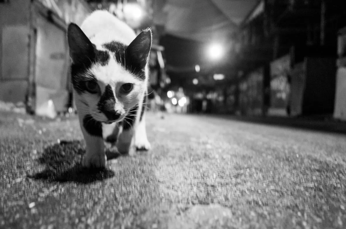 cat_2021_by_Victor_Bezrukov.jpg