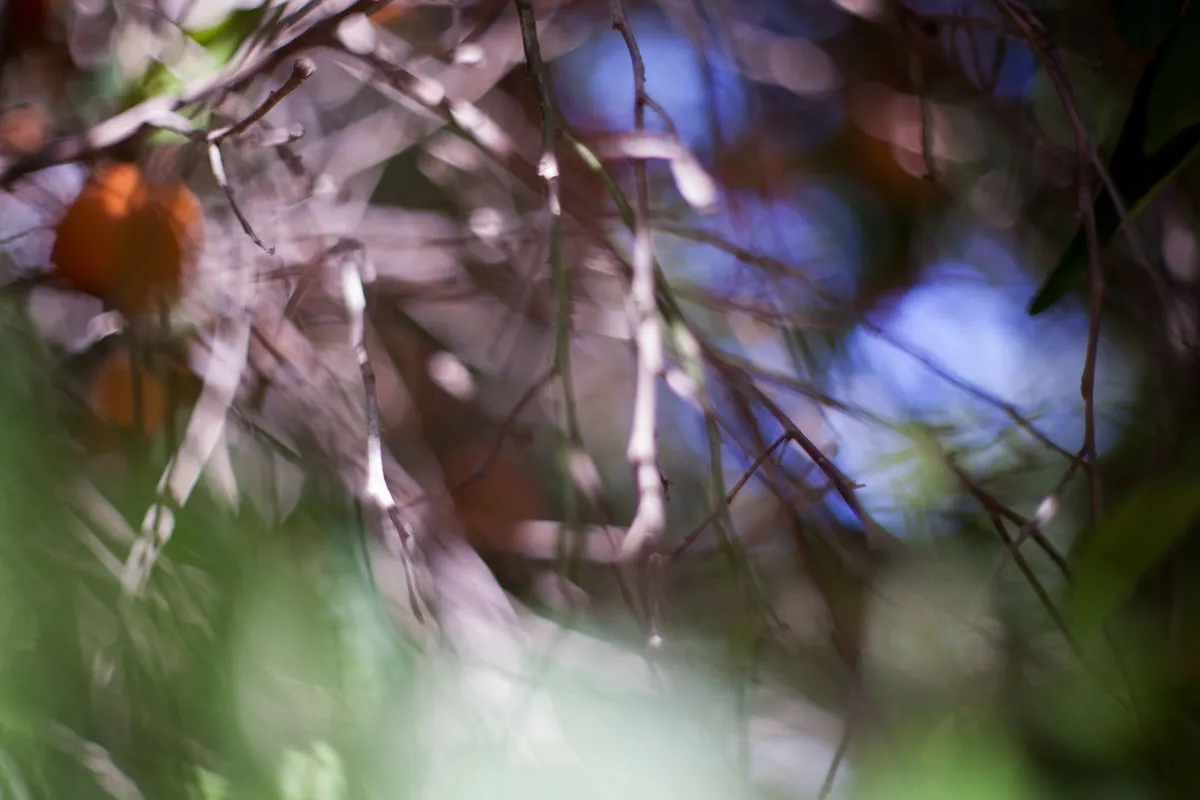 Blurred_garden_Victor_Bezrukov-4.jpg