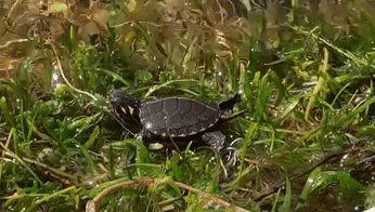 turtle.gif