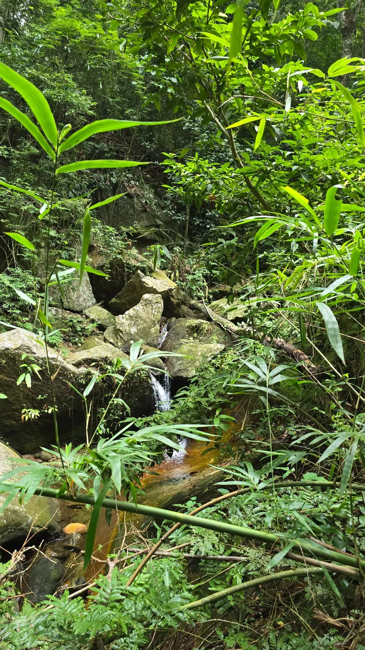 pretty forest photo taken by feliz