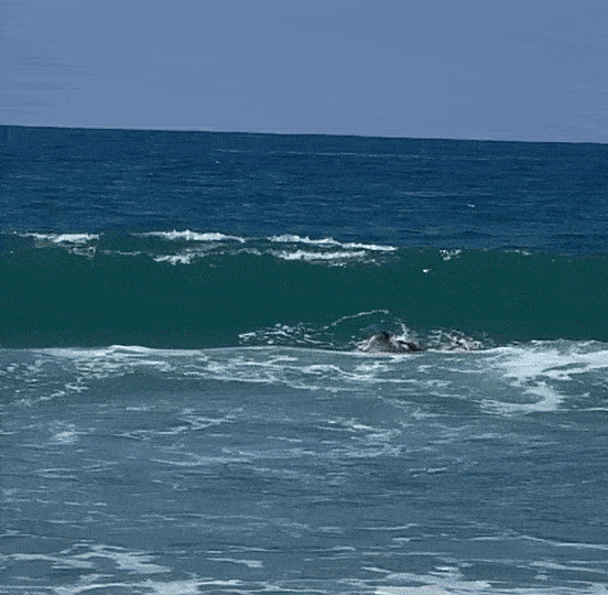 surf bail.gif