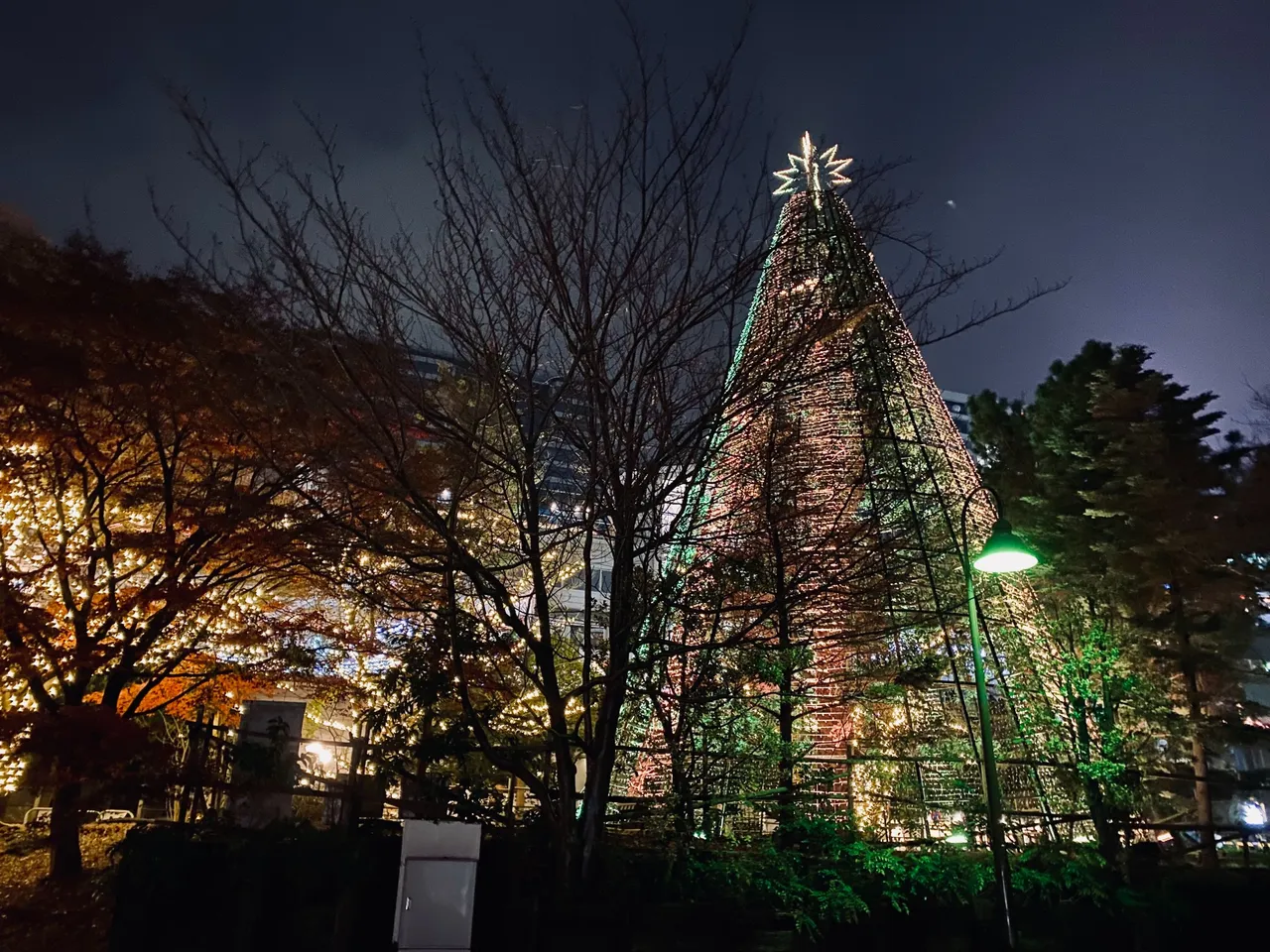 tree2.jpeg