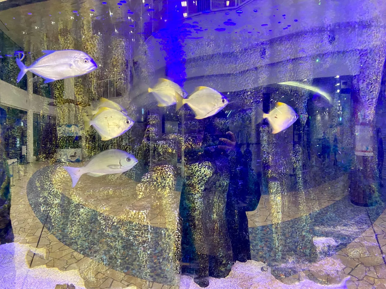 Mini aquarium