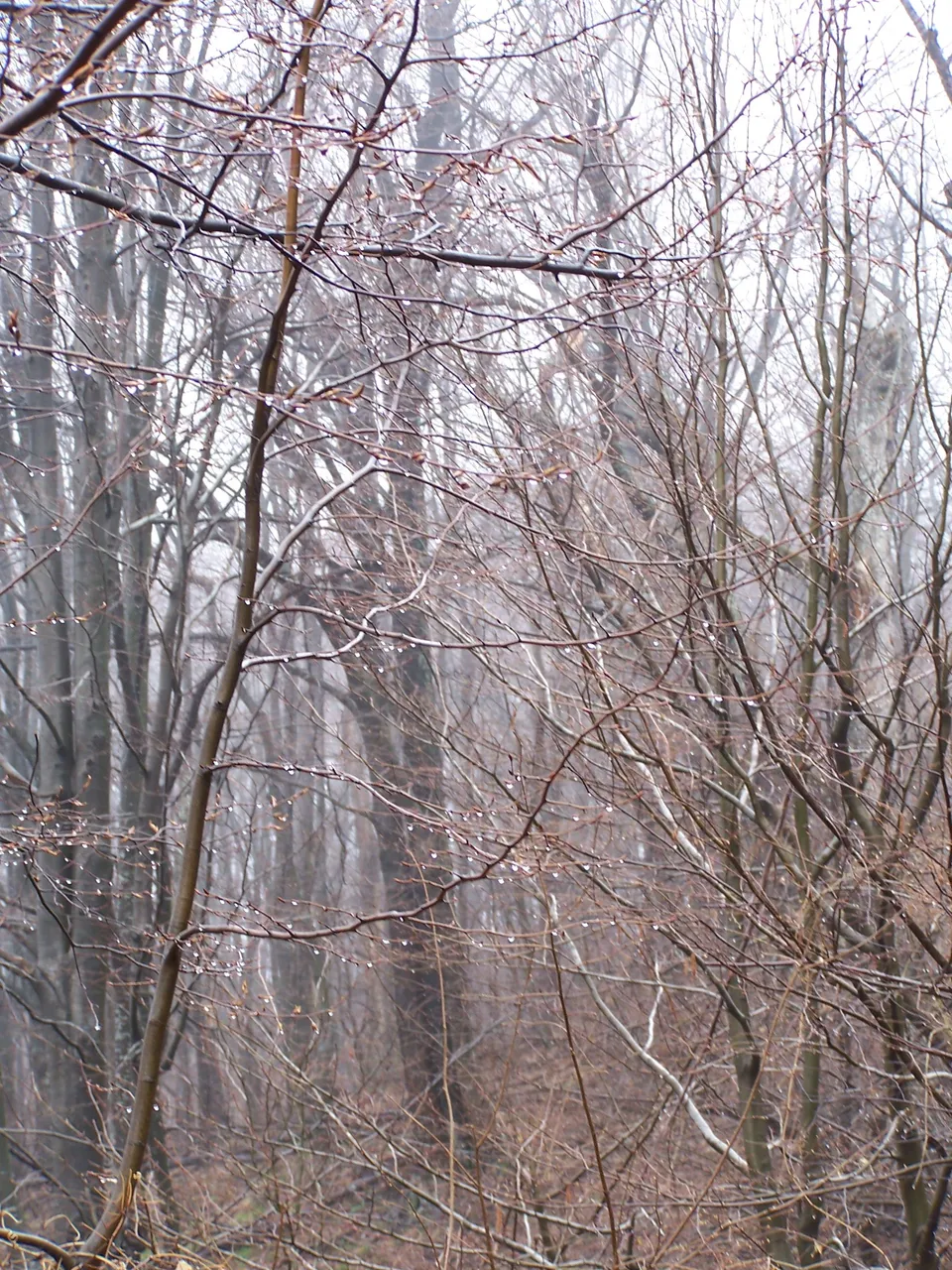 100_4777.JPG