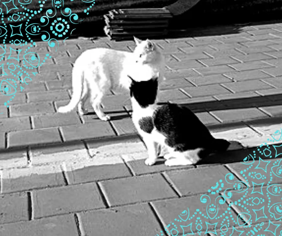 png_20211027_014156_0000.png