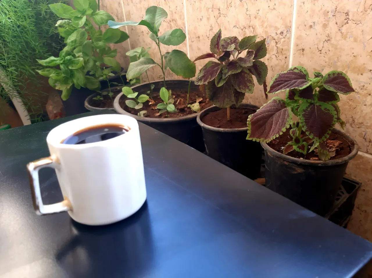 Ccup.webp